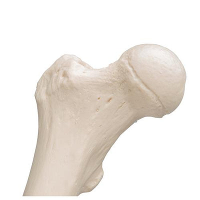 Human Femur - 3B Smart Anatomy