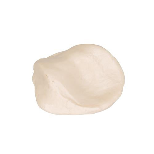 Patella
