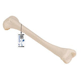 Human Tibia Model- 3B Smart Anatomy