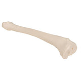 Human Tibia Model- 3B Smart Anatomy