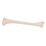Human Tibia Model- 3B Smart Anatomy