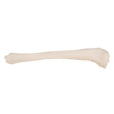 Human Tibia Model- 3B Smart Anatomy