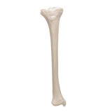 Human Tibia Model- 3B Smart Anatomy