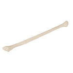 Human Fibula Model - 3B Smart Anatomy
