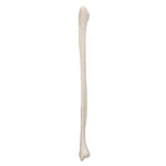 Human Fibula Model - 3B Smart Anatomy
