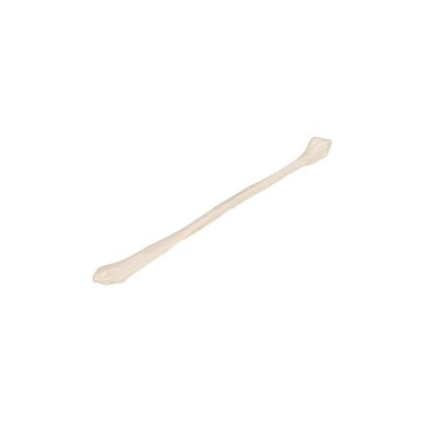 Human Fibula Model - 3B Smart Anatomy