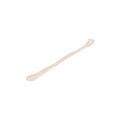 Human Fibula Model - 3B Smart Anatomy