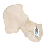 Human Hip Bone Model - 3B Smart Anatomy