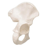 Human Hip Bone Model - 3B Smart Anatomy