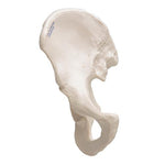 Human Hip Bone Model - 3B Smart Anatomy