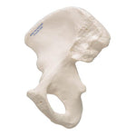 Human Hip Bone Model - 3B Smart Anatomy