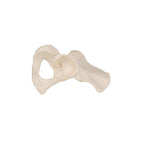 Human Hip Bone Model - 3B Smart Anatomy