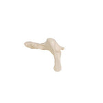Human Hip Bone Model - 3B Smart Anatomy