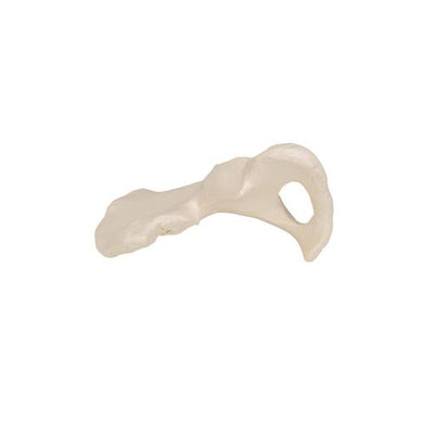 Human Hip Bone Model - 3B Smart Anatomy