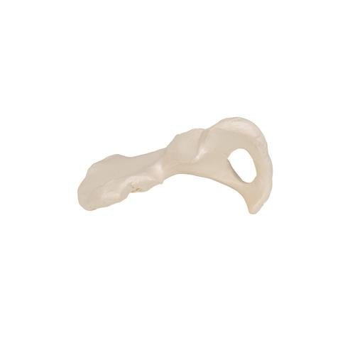 Human Hip Bone Model - 3B Smart Anatomy