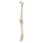 Human Skeleton of Leg with Foot, Wire Mounted - 3B Smart Anatomy