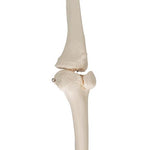 Human Skeleton of Leg with Foot, Wire Mounted - 3B Smart Anatomy