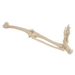 Human Skeleton of Leg with Foot, Wire Mounted - 3B Smart Anatomy