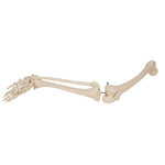 Human Skeleton of Leg with Foot, Wire Mounted - 3B Smart Anatomy
