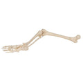 Human Skeleton of Leg with Foot, Wire Mounted - 3B Smart Anatomy