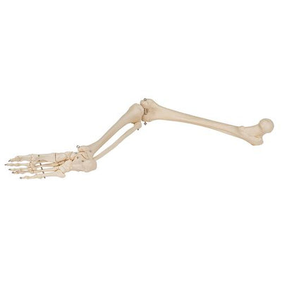 Human Skeleton of Leg with Foot, Wire Mounted - 3B Smart Anatomy