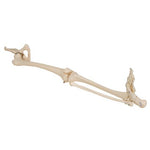 Human Leg Skeleton Model with Hip Bone - 3B Smart Anatomy