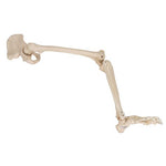 Human Leg Skeleton Model with Hip Bone - 3B Smart Anatomy