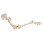 Human Leg Skeleton Model with Hip Bone - 3B Smart Anatomy