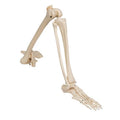 Human Leg Skeleton Model with Hip Bone - 3B Smart Anatomy
