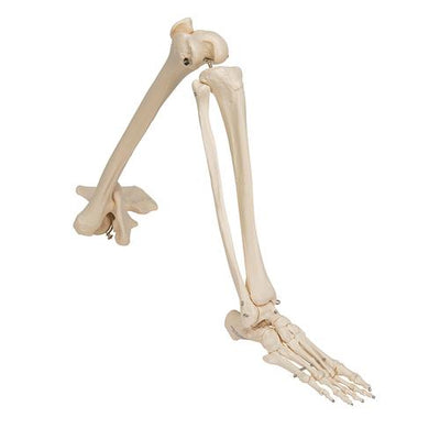 Human Leg Skeleton Model with Hip Bone - 3B Smart Anatomy