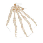 Human Hand Skeleton Model, Loosely on Nylon String - 3B Smart Anatomy