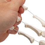 Human Hand Skeleton Model, Loosely on Nylon String - 3B Smart Anatomy
