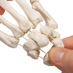 Human Hand Skeleton Model, Loosely on Nylon String - 3B Smart Anatomy