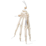 Human Hand Skeleton Model, Loosely on Nylon String - 3B Smart Anatomy