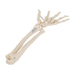 Human Hand Skeleton Model with Ulna & Radius, Elastic Mounted String - 3B Smart Anatomy
