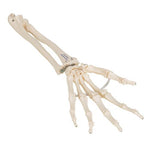 Human Hand Skeleton Model with Ulna & Radius, Elastic Mounted String - 3B Smart Anatomy