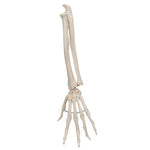 Human Hand Skeleton Model with Ulna & Radius, Elastic Mounted String - 3B Smart Anatomy