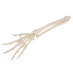 Human Hand Skeleton Model with Ulna & Radius, Elastic Mounted String - 3B Smart Anatomy
