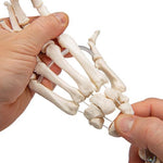 Human Hand Skeleton Model with Ulna & Radius, Elastic Mounted String - 3B Smart Anatomy