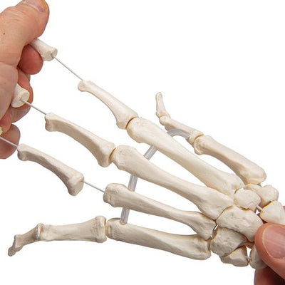 Human Hand Skeleton Model with Ulna & Radius, Elastic Mounted String - 3B Smart Anatomy