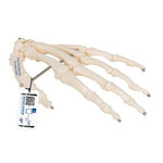 Human Hand Skeleton Model, Wire Mounted - 3B Smart Anatomy