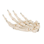Human Hand Skeleton Model, Wire Mounted - 3B Smart Anatomy
