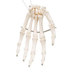 Human Hand Skeleton Model, Wire Mounted - 3B Smart Anatomy