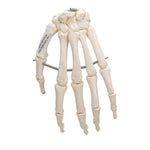 Human Hand Skeleton Model, Wire Mounted - 3B Smart Anatomy