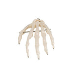 Human Hand Skeleton Model, Wire Mounted - 3B Smart Anatomy