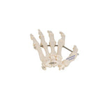 Human Hand Skeleton Model, Wire Mounted - 3B Smart Anatomy