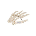 Human Hand Skeleton Model, Wire Mounted - 3B Smart Anatomy