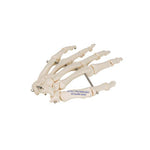 Human Hand Skeleton Model, Wire Mounted - 3B Smart Anatomy
