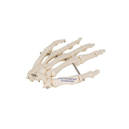 Human Hand Skeleton Model, Wire Mounted - 3B Smart Anatomy