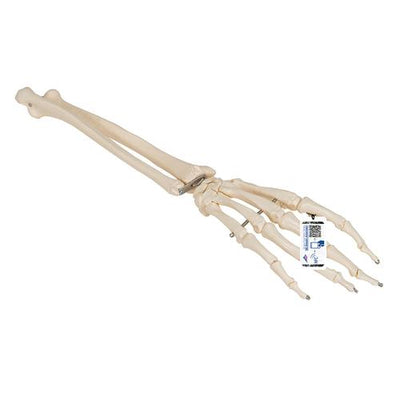 Human Hand Skeleton Model with Ulna & Radius, Wire Mounted - 3B Smart Anatomy 1